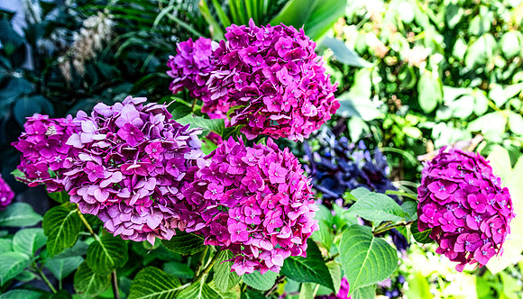 Pink Flowers 4