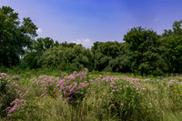 Prairie Flowers with Willows