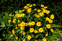 Bright Yellow Daisies