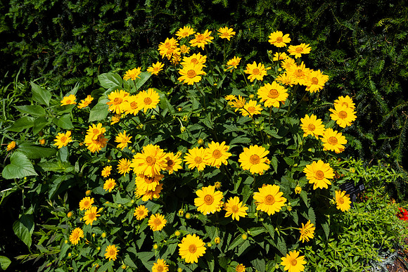 Bright Yellow Daisies