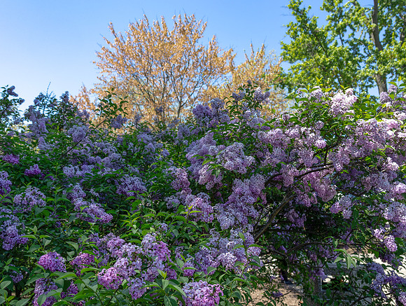Lilacs and Golden Tree