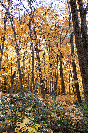 Yellow Leaves Tall