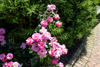 Pink Border Flowers