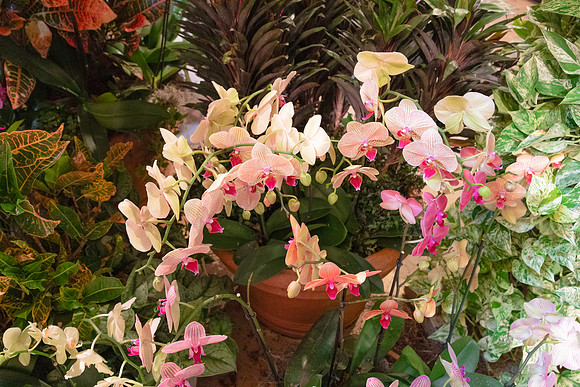 Orchids with Marbled Green Leaves