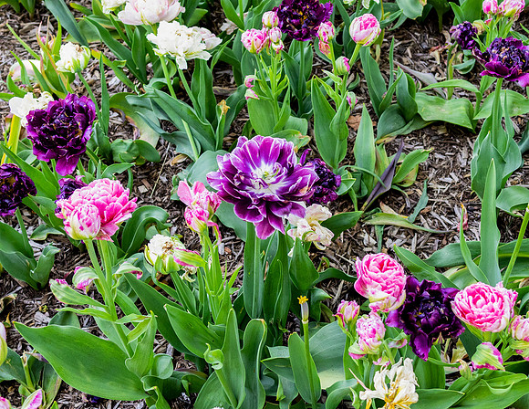Purple Mix Upclose