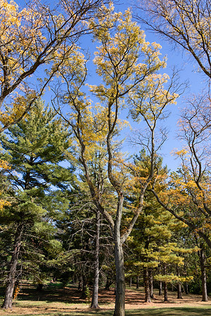 Trees Vertical