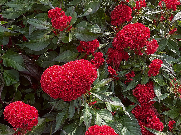 Valentines Day Hearts in Bloom 8 sqaure 5x7 copy