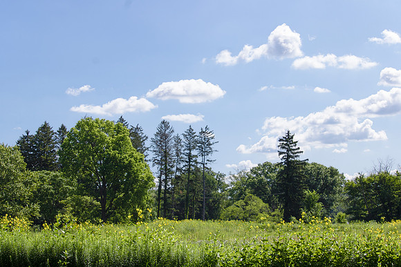 Meadow with Clouds and yellow flowers