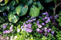 Purple Flowers with Green Leaves