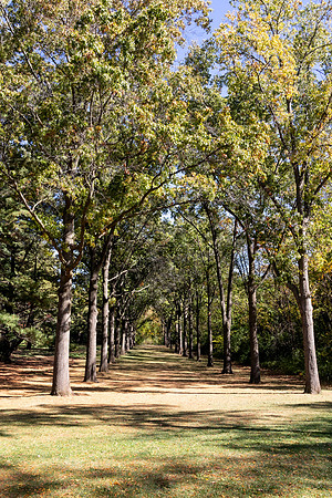 Tree Lane