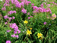 Prairie Mix