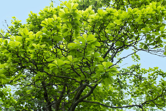 Light Green Leaves