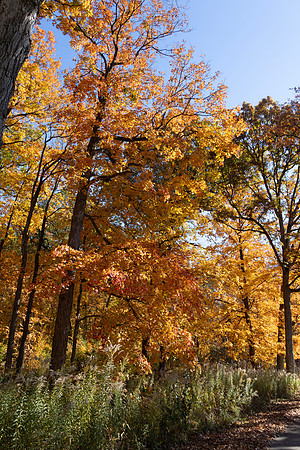 Golden Trees and Path2