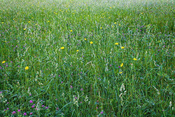 Prairie Grass with Flowers