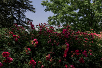 War of the Roses