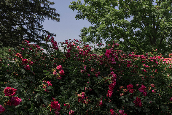 War of the Roses