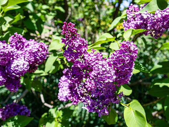 Lilacs Upclose