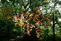 Orange Leaves2