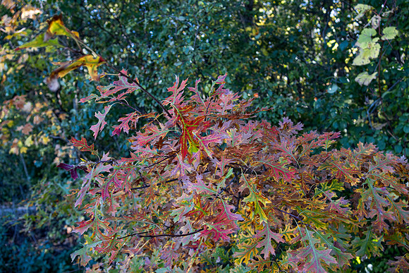 Leaves