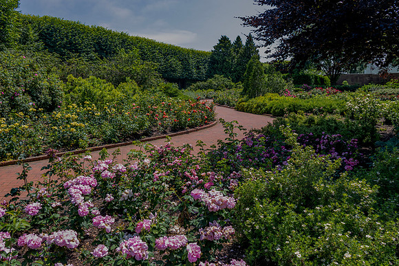 Rose Garden Path