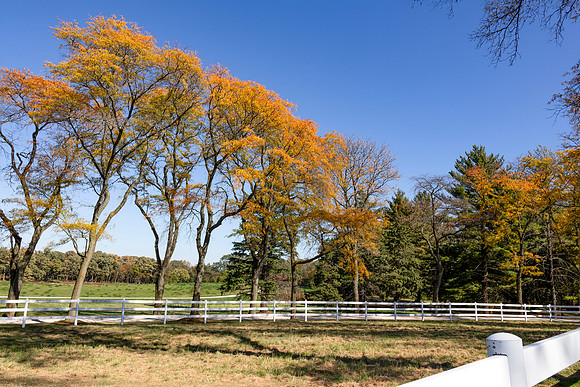Trees with White Fence-Recovered