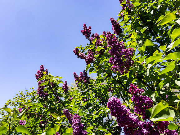 Lilacs in the Sky