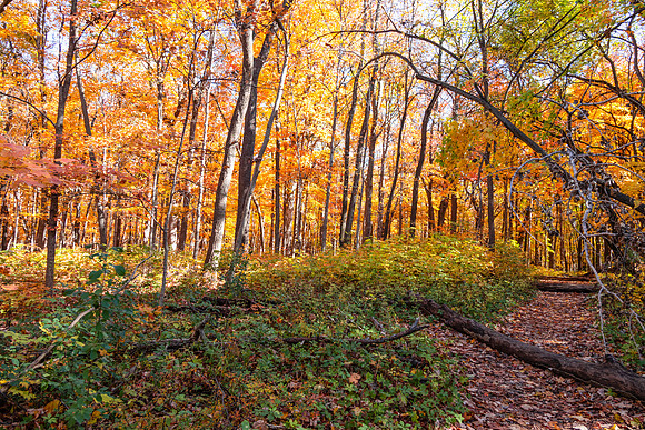 Path Landscape2