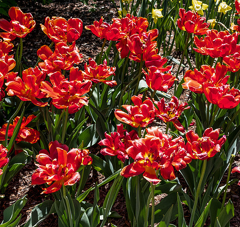 Orange Tulips Square