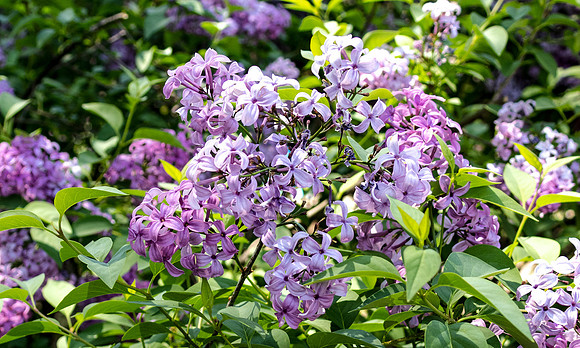 Lilac up close