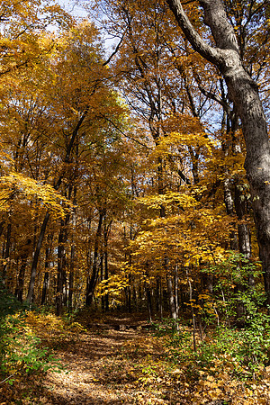 Wood Path 6