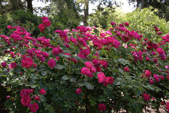 Roses in Shadows 2 copy