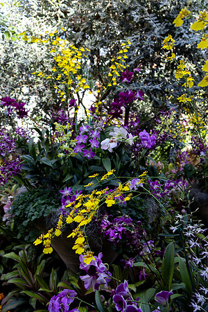 Purple and Yellow Orchids