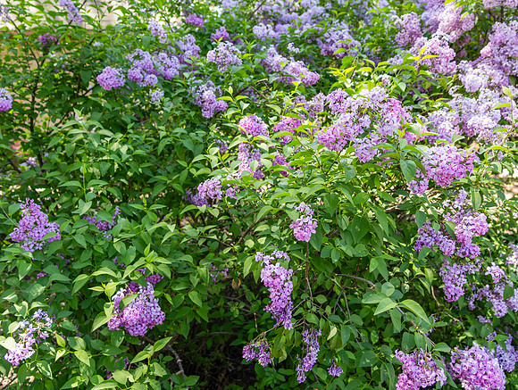 Lilacs in Bush