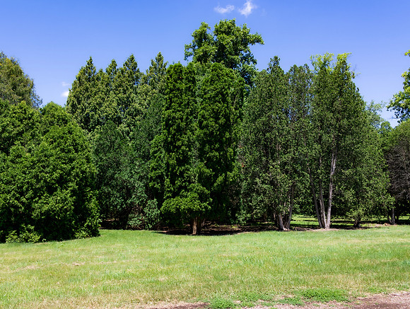 Evergreens
