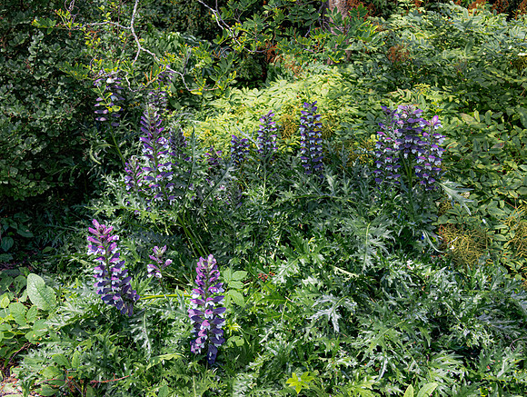 Purple Flowers by Morton Hall