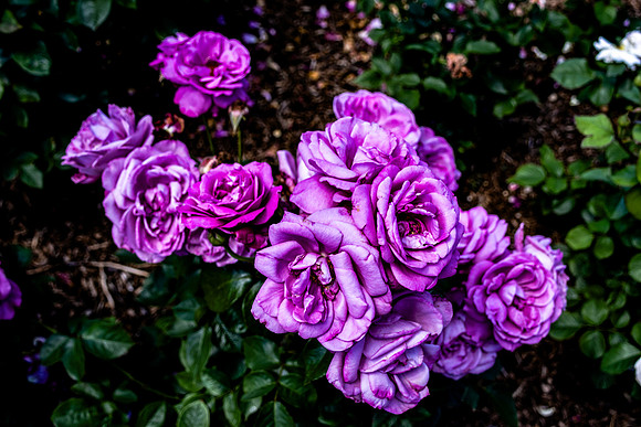 Purple Roses 2
